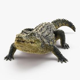 Animated Crocodile Eating Rigged model